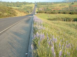 john muir walk 